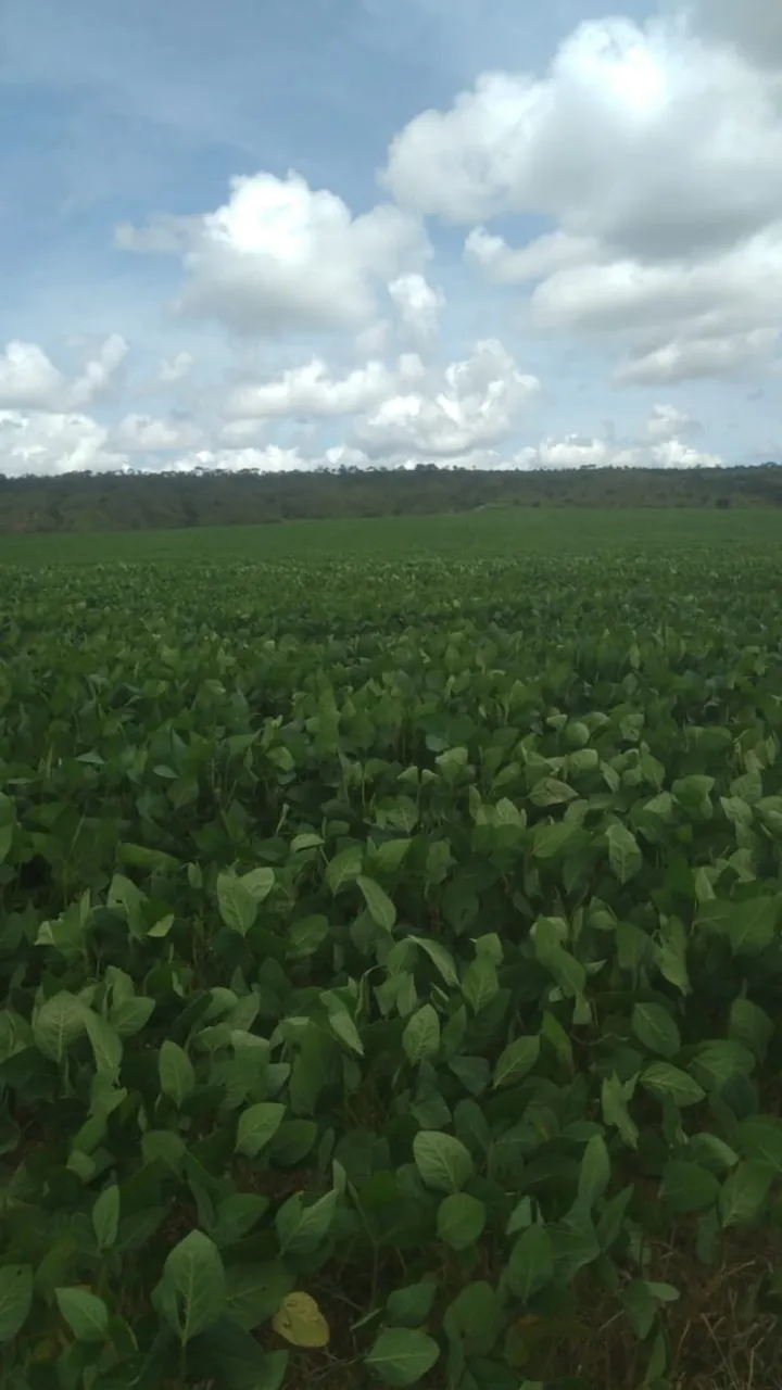 Fazenda