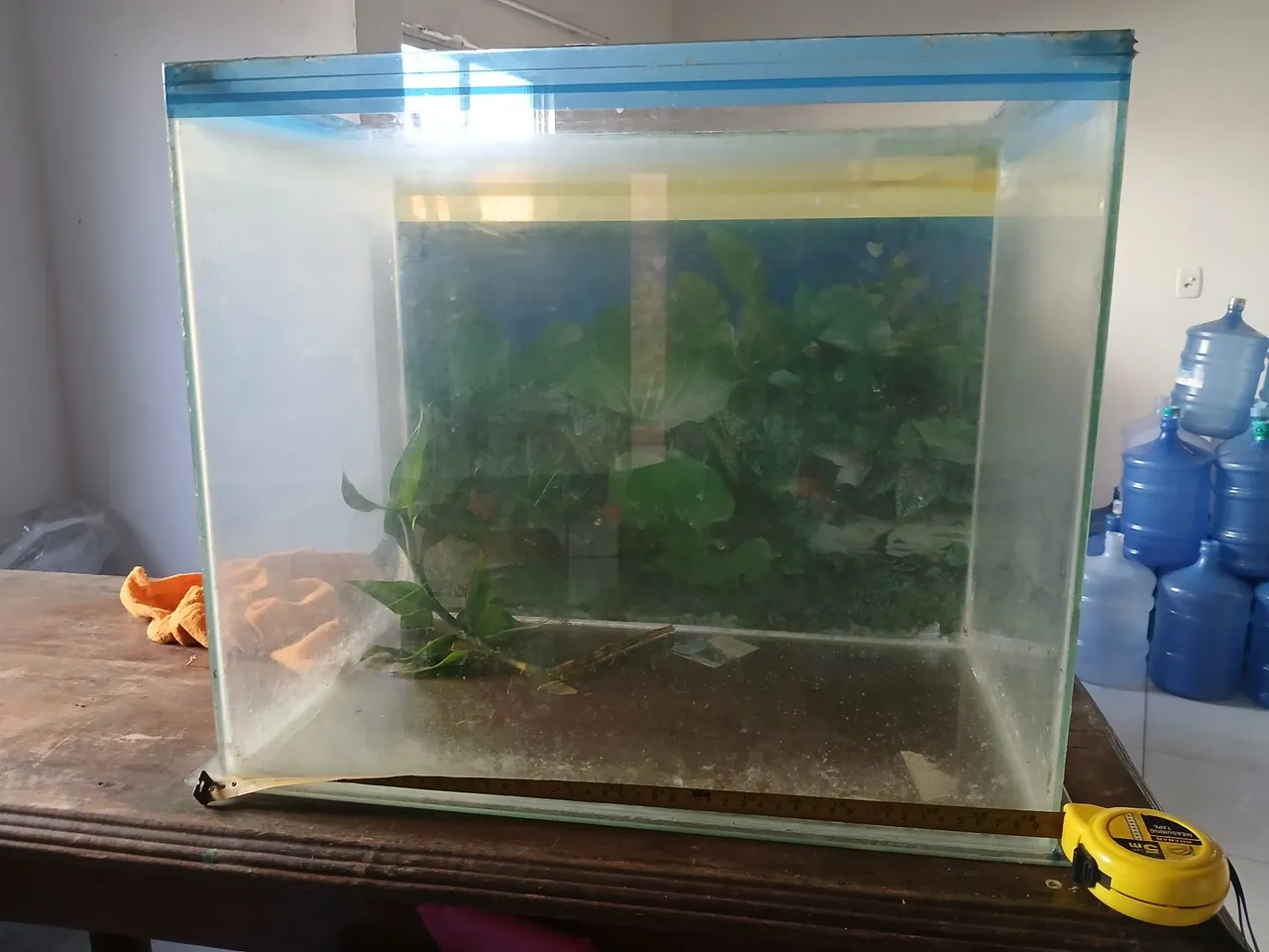 Aquário de Vidro com Decoração