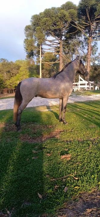 Cavalo Mangalarga Marchador puro registrado 