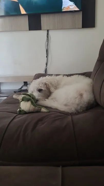 Doação cachorro macho srd - Foto 2