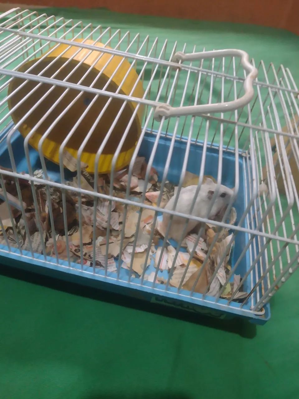 Hamster anão russo raro