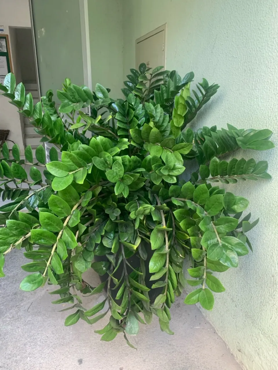 Planta de Grande Porte