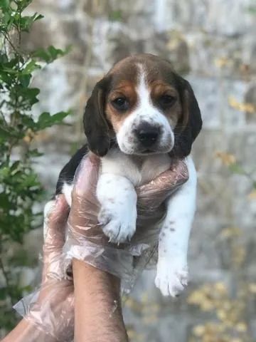 Beagle 13 polegadas-Macho e fêmea filhote 100% puro com garantia - Loja física