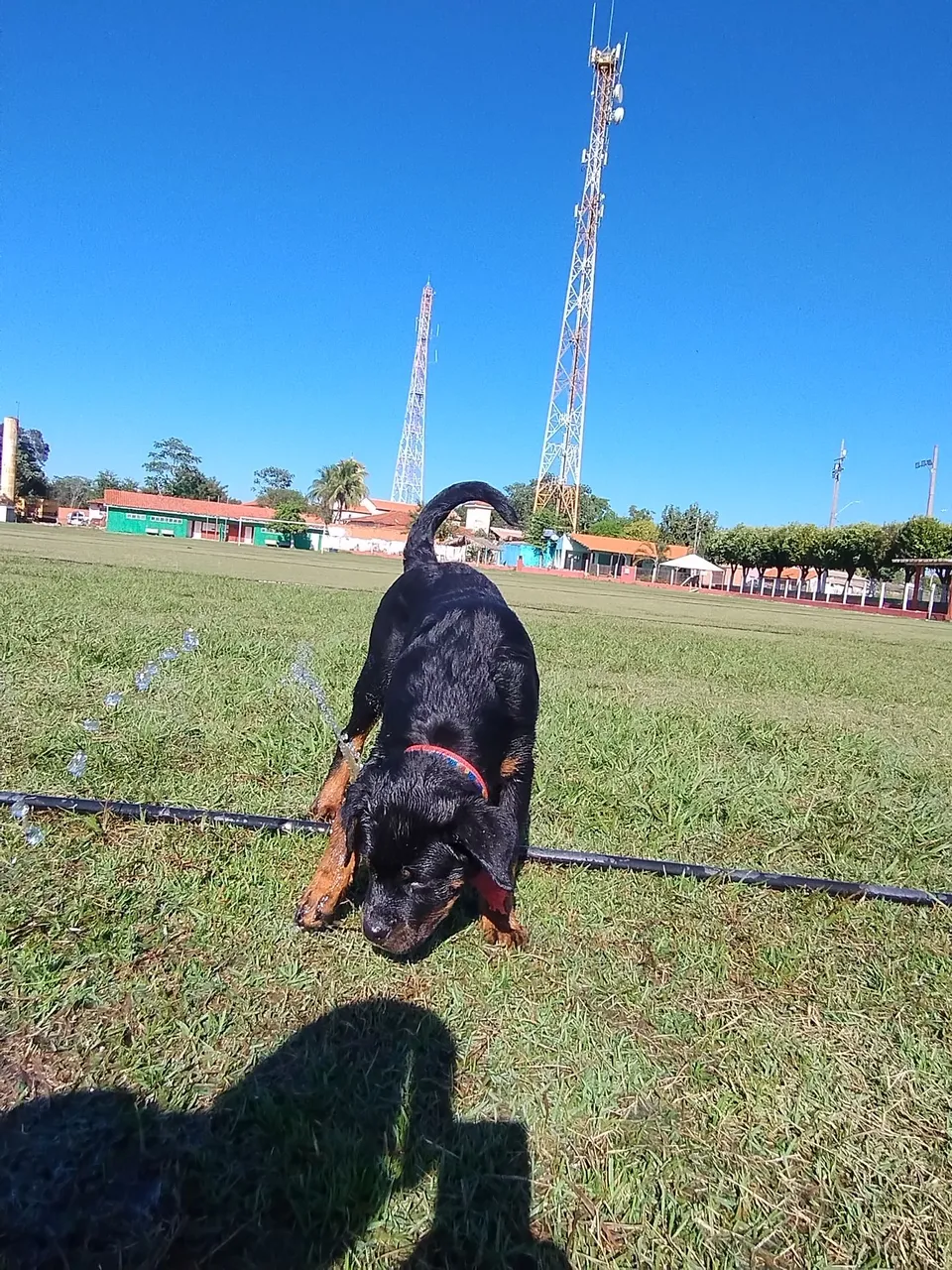Filhote de Rottweiler Iron Timit Tor e Dunka Serra Romana