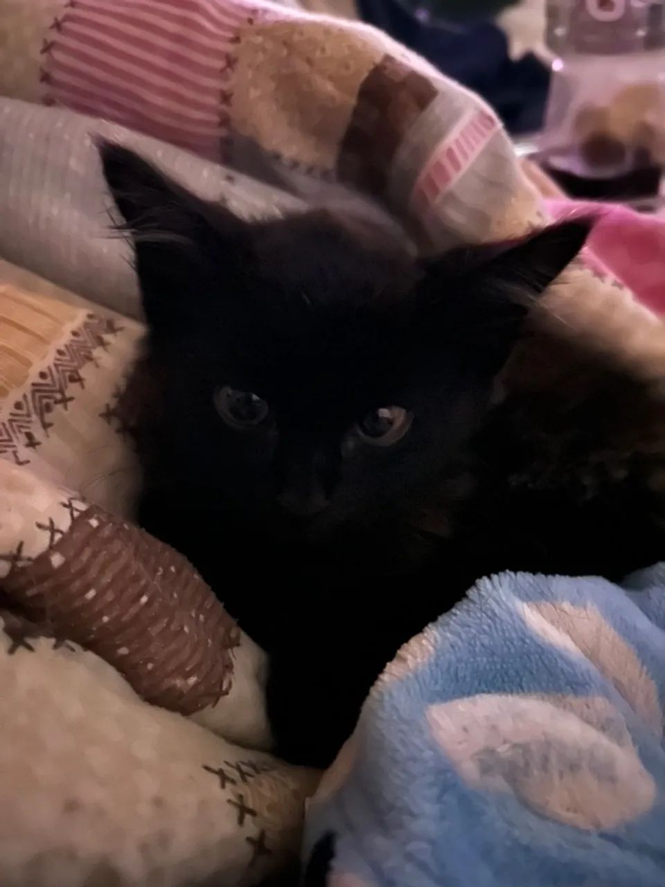 Gatinhos pretos para adoção