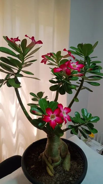 Rosa do Deserto de semente - Adenium obesum - Foto 4