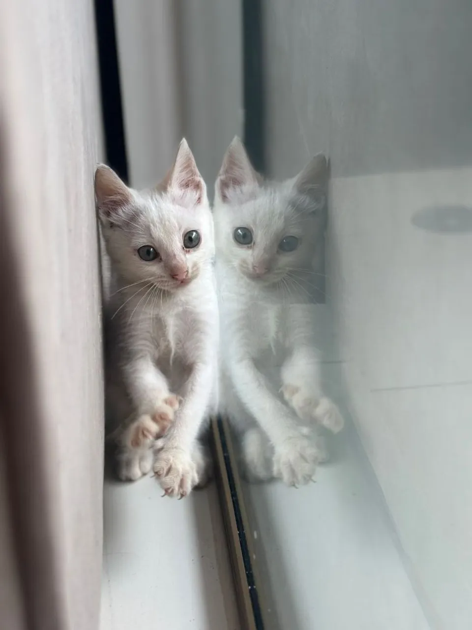 Gato para doação 