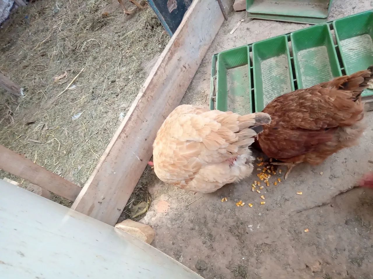 4 Galinhas Caipira Pesadão Acima de 3 kg - Foto 4