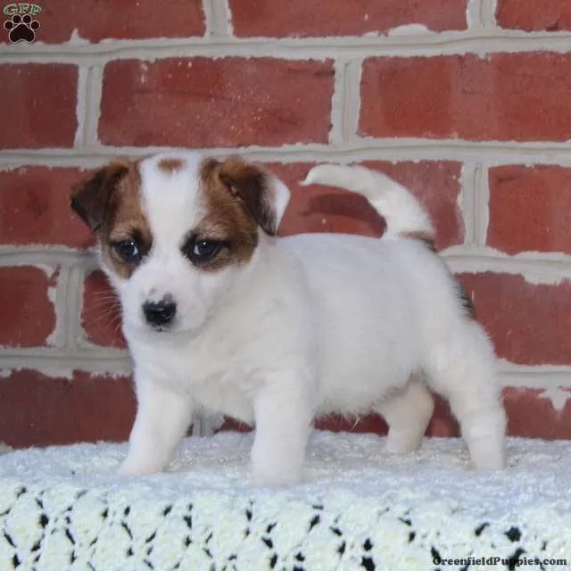 Jack Russel terrier (cachorro do filme do máscara )