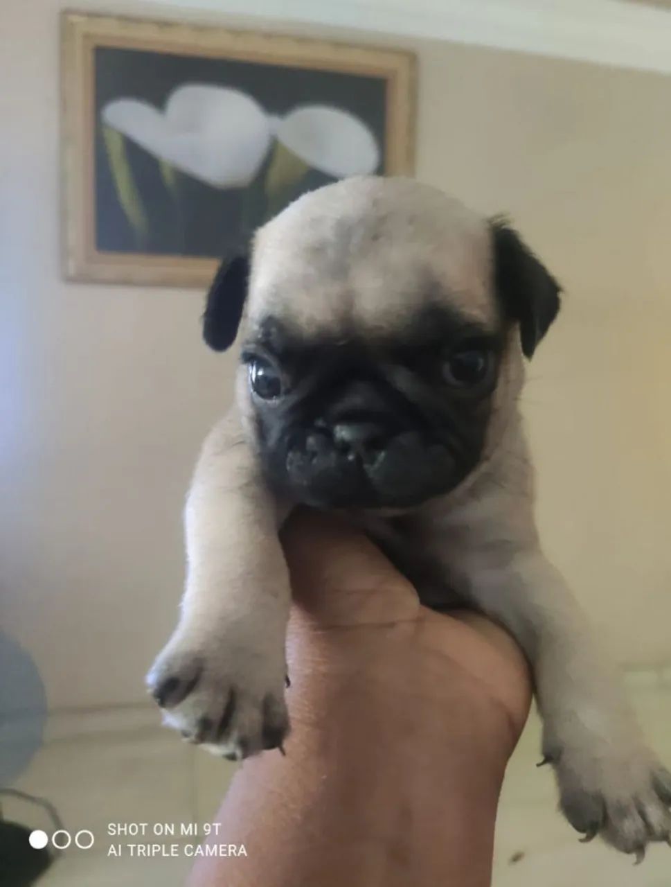 Filhote de Pug