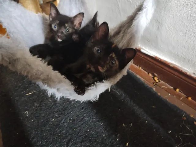 Doa filhotes de gato - Foto 3