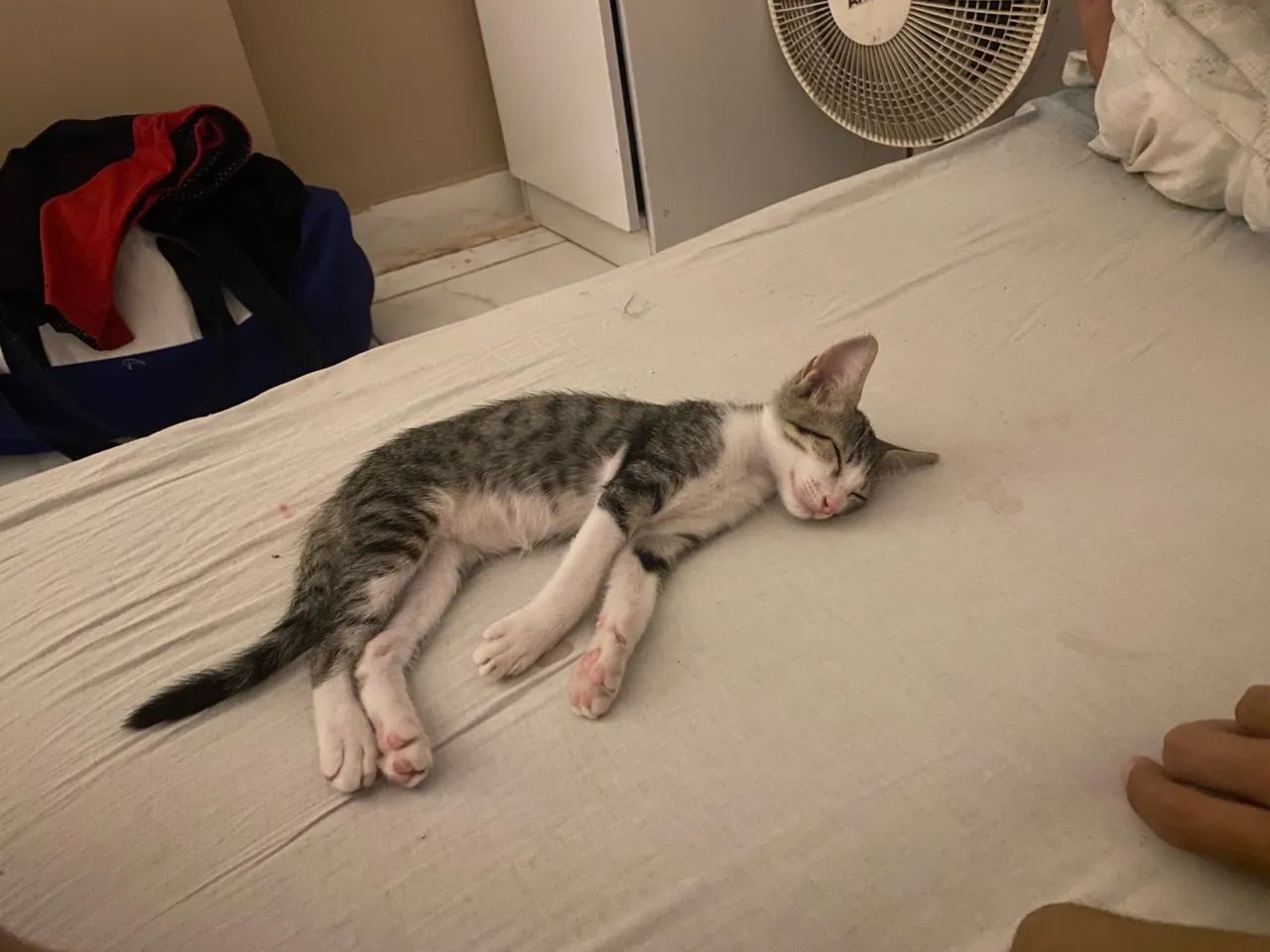 Gatinhos para adoção! - Foto 4