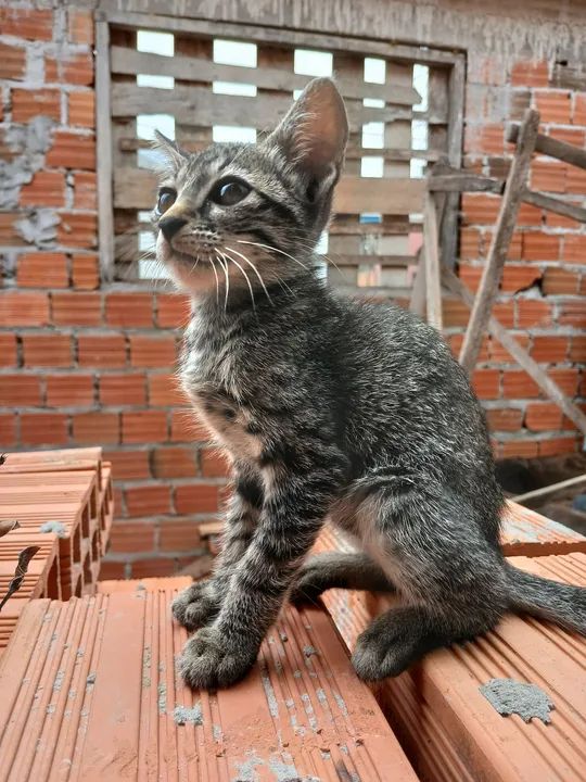 Gatinha cinza e branco disponível para adoção - Foto 3