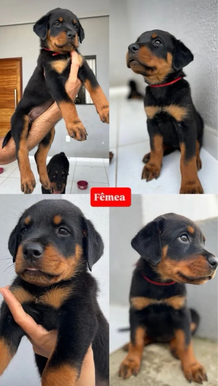 Filhote de Rottweiler - Foto 3