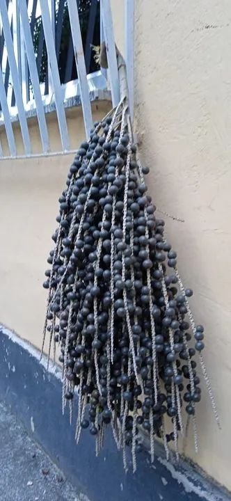 Vendo paquima de bater açaí em excelente estado!