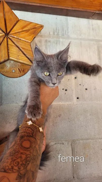 Maine coon filhotes - Foto 6