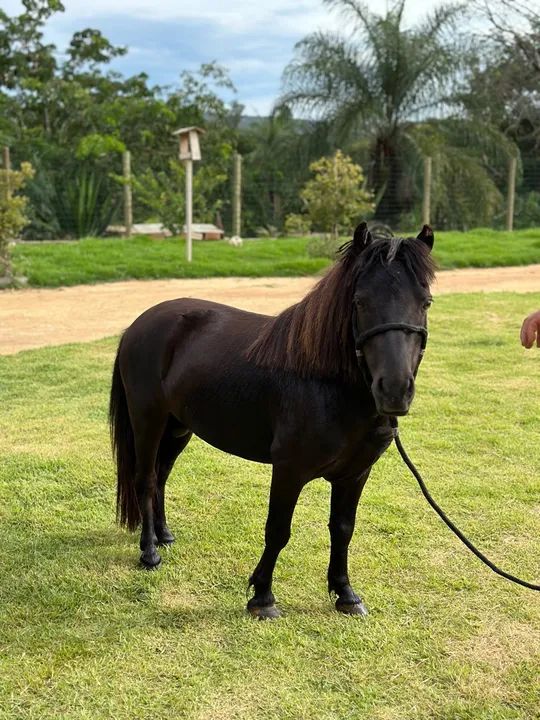 Casal de mini pôneis  - Foto 5