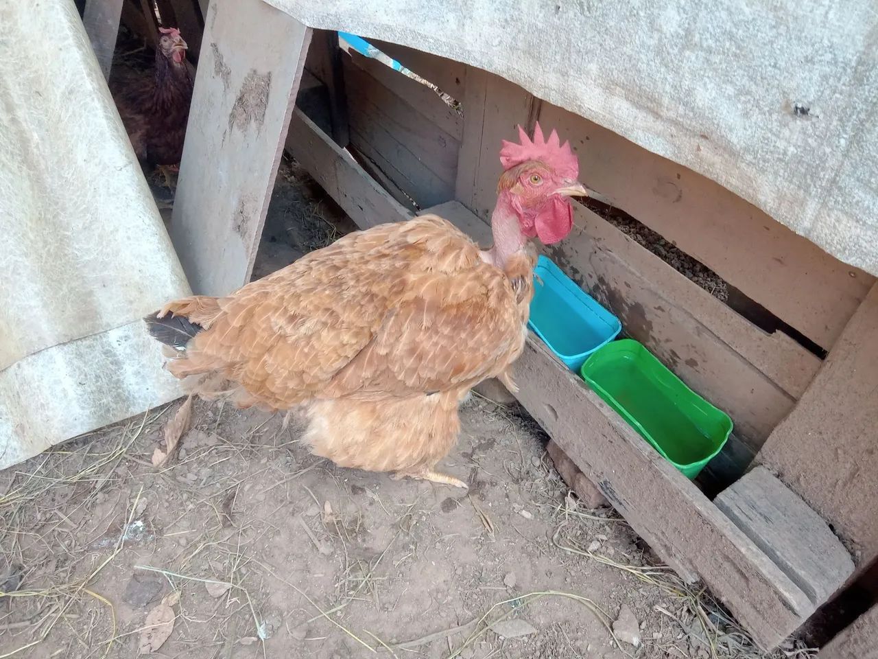 4 Galinhas Caipira Pesadão Acima de 3 kg - Foto 2