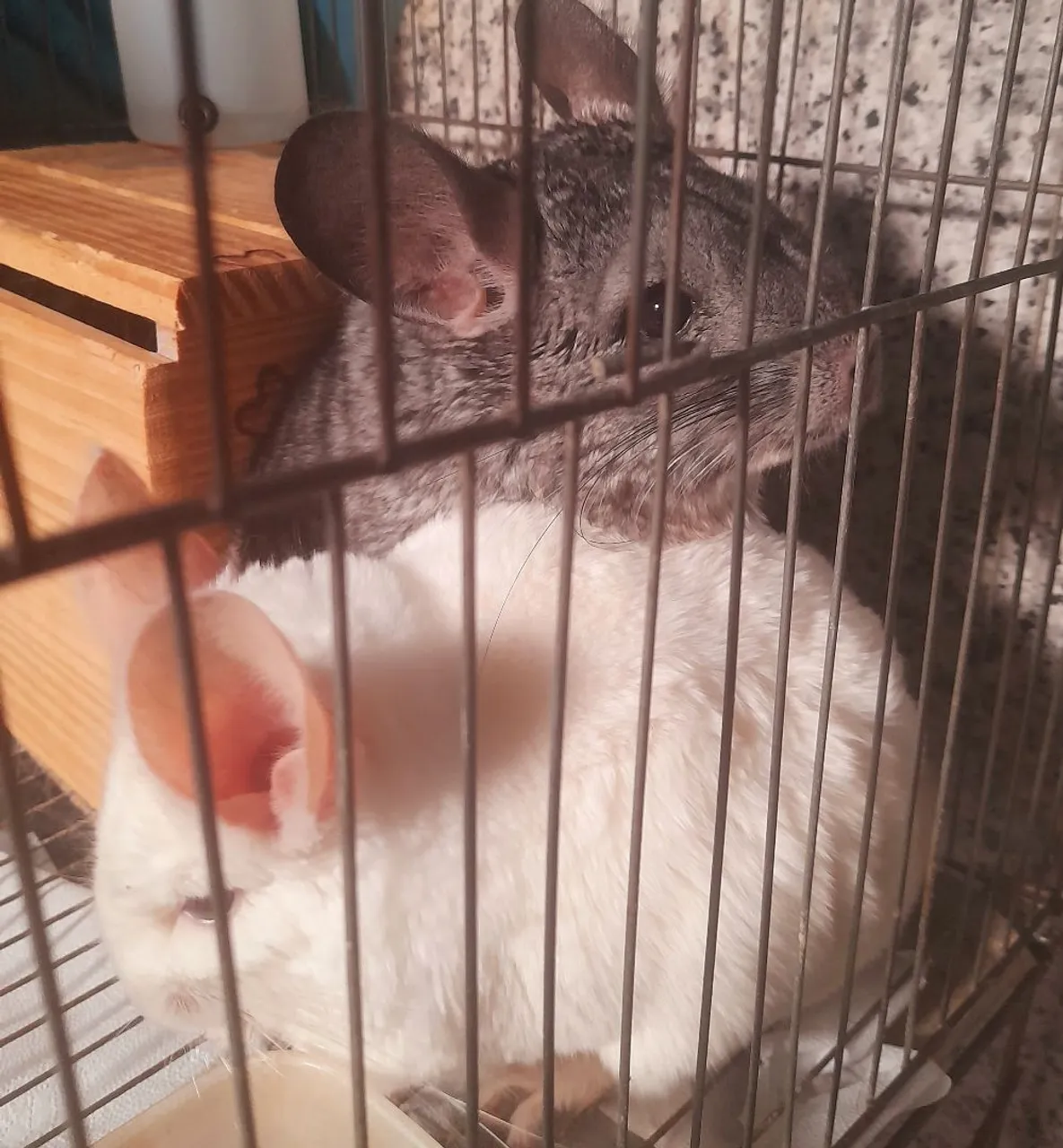 Casal de Chinchilas