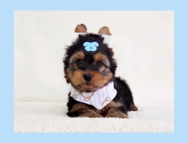 Filhote de Yorkshire macho!! - Foto 2