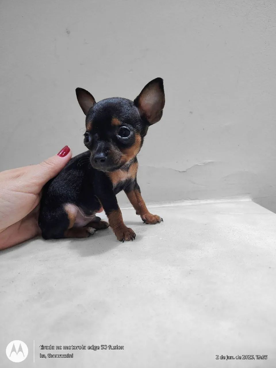 Lindas Pinscher Mini fêmeas e machos  - Foto 3