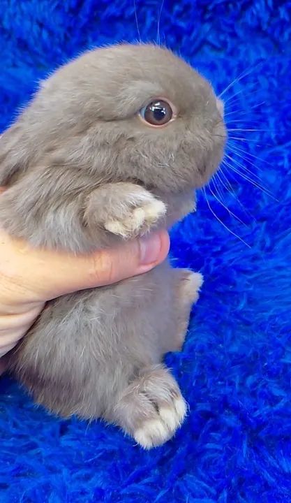Coelho várias raça de mini e anão(ZAP na descrição) - Foto 6