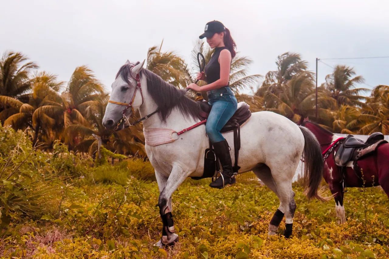 Égua de picado puro de MM com puro de QM - Foto 2