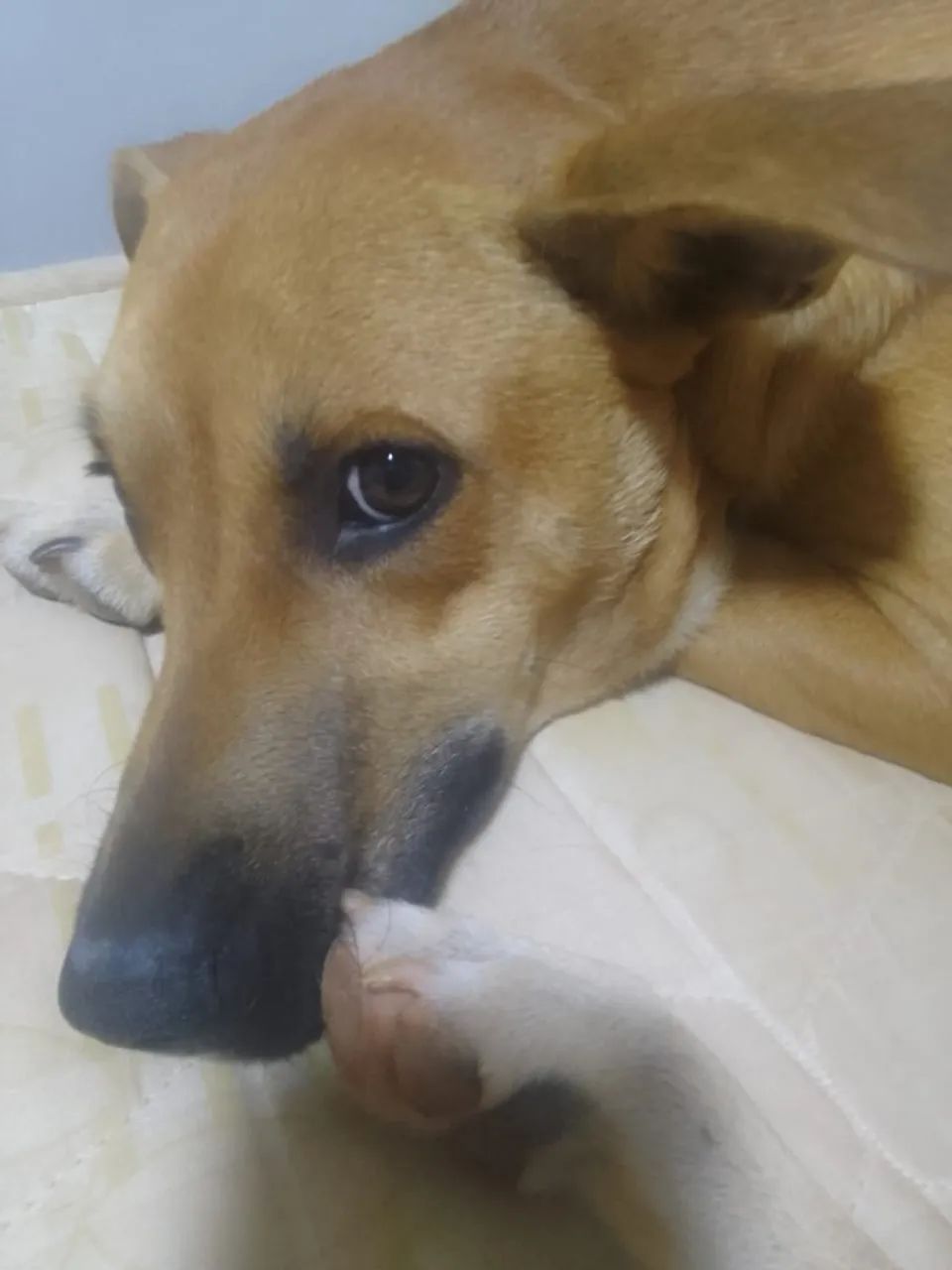 Caramelo para adoção 