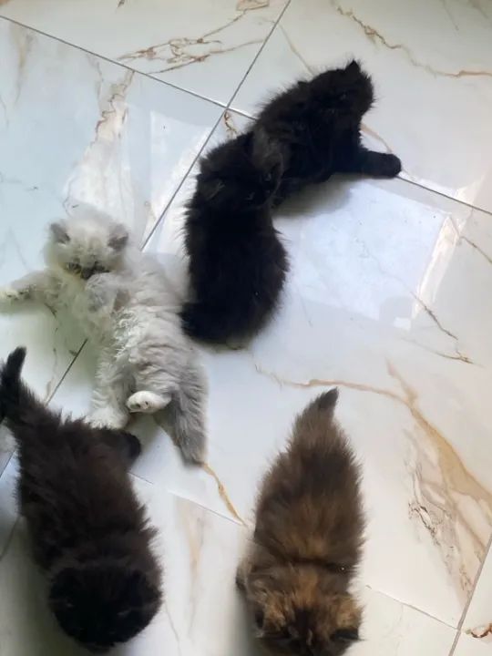 Gatinhos persa machos  - Foto 2