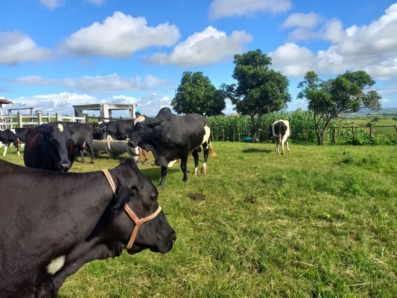 Bois,vacas, e bezerros, à venda.