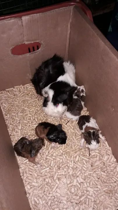 Criação de Porquinhos da Índia... - Foto 5