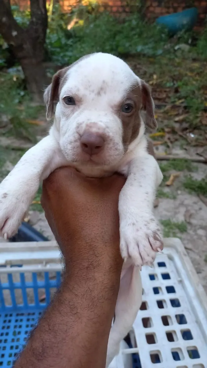 Filhote de Pitbull