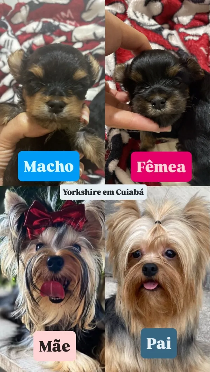 Filhotes de Yorkshire Terrier em Cuiabá