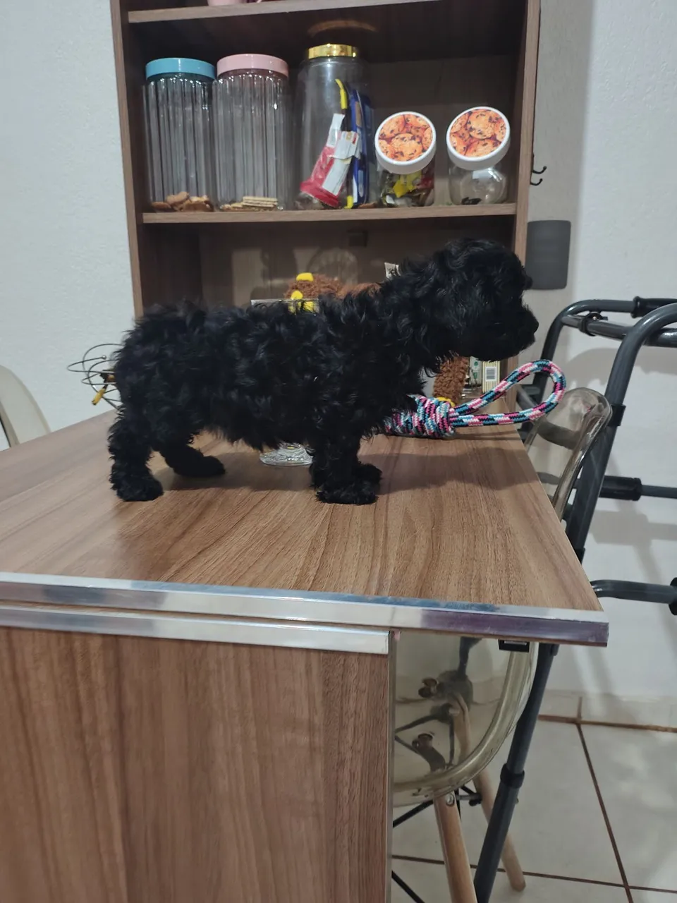 Filhote de Lhasa Apso- Pelagem Negra 2 meses.
