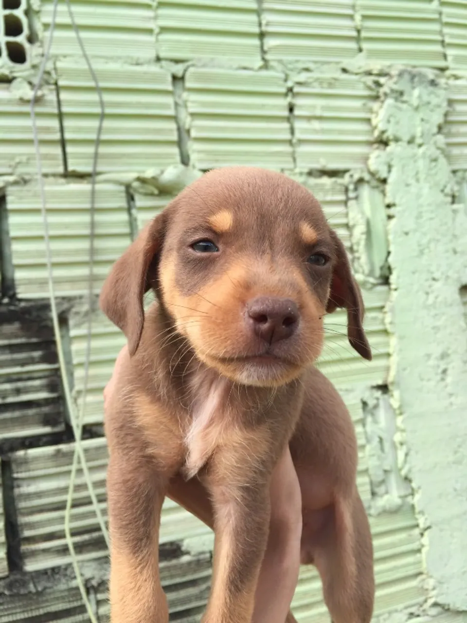 DOAÇÃO CACHORROS