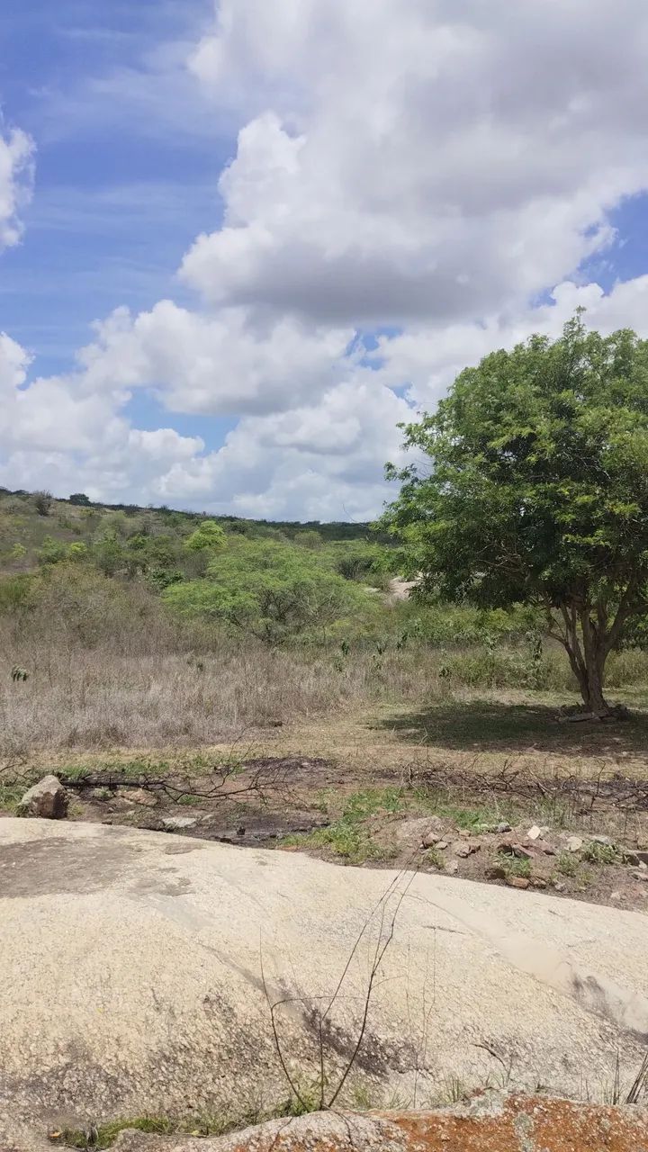 17 hectares em Puxinanã - Foto 5