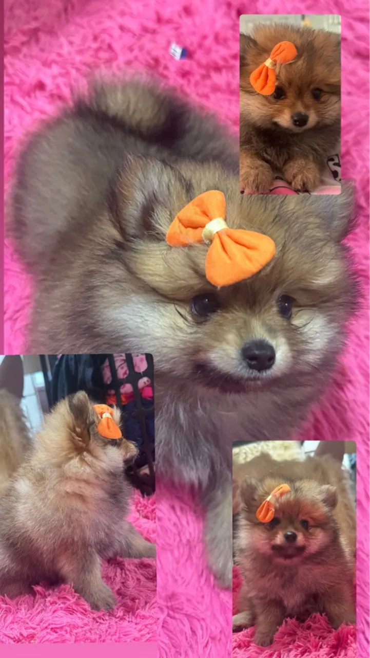Filhote de Spitz Alemão (Lulu da Pomerânia)