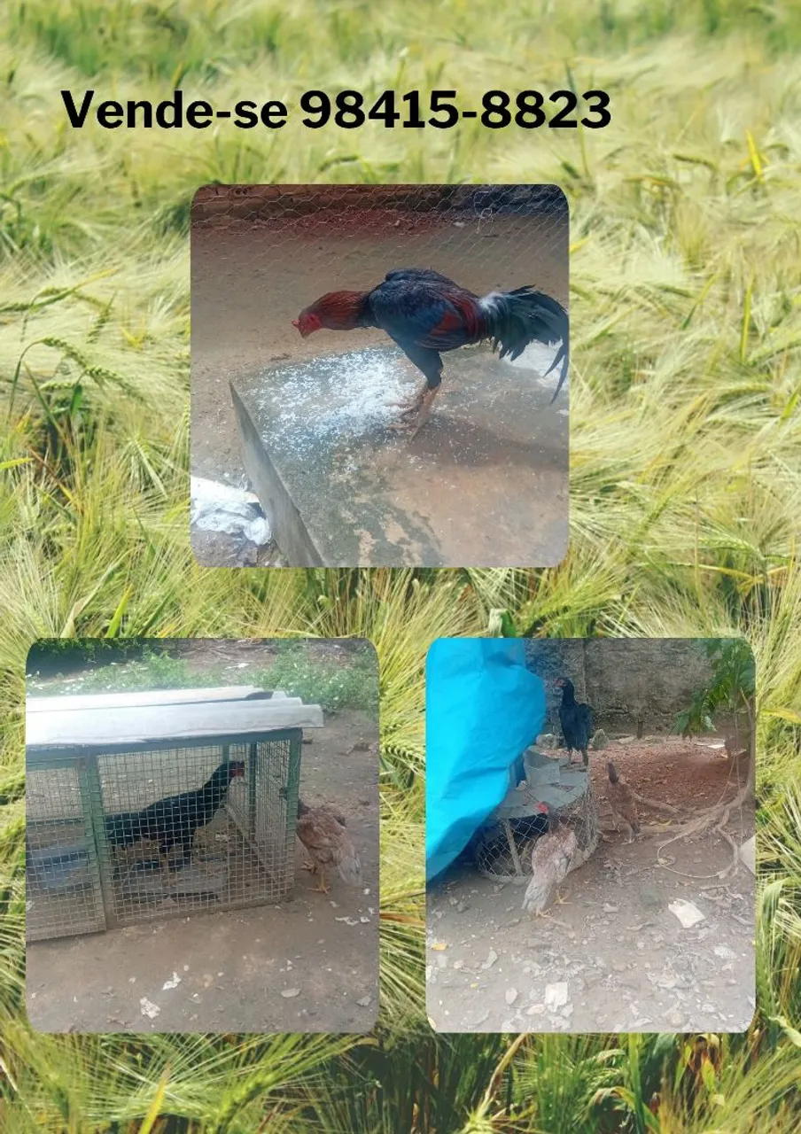 Galinhas e galos para venda