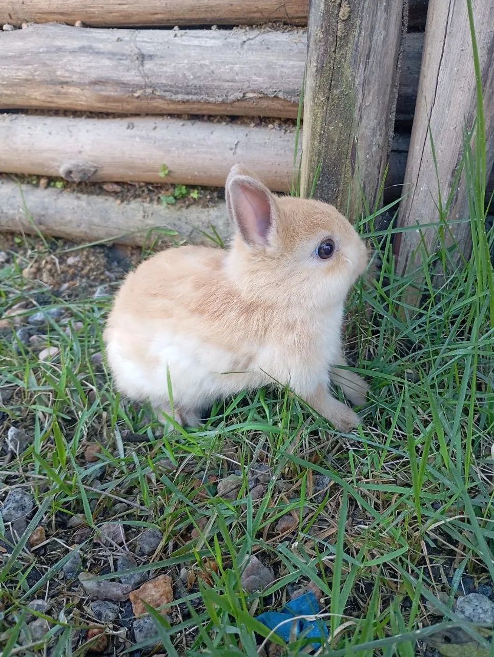 Casal de Coelho Teddy dwerg, fêmea mini coelho Netherland e casal de coelho comum - Foto 3