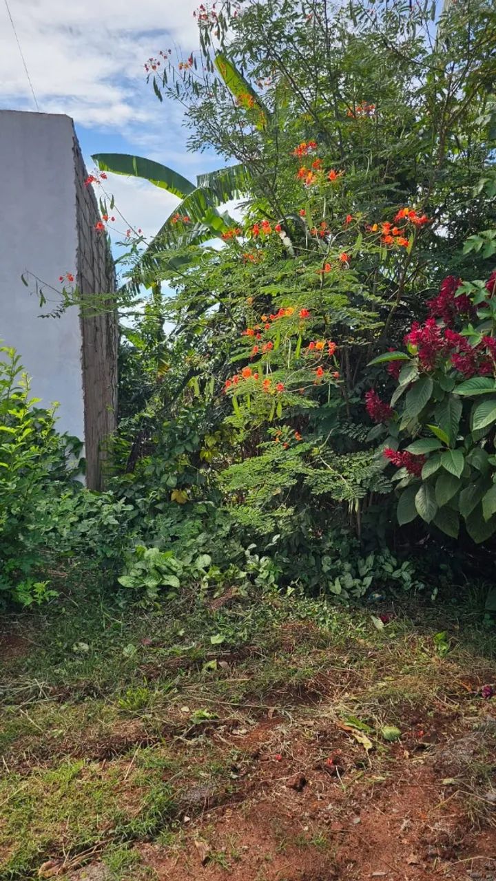 Chácara em Maringá , 2.000,00 m2, Porta das Flores , a 1.000 metros do asfalto. - Foto 3