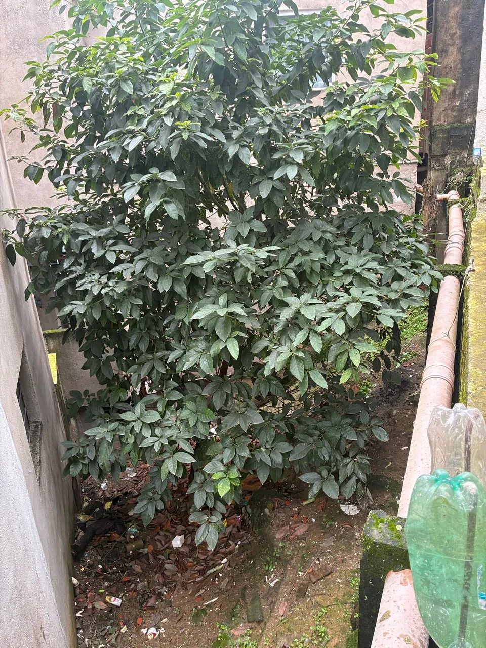 Vendo um terreno  - Foto 3