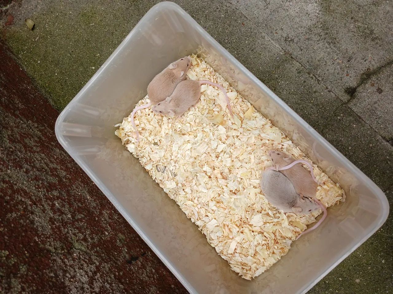 Bioterio com camundongos  - Foto 2