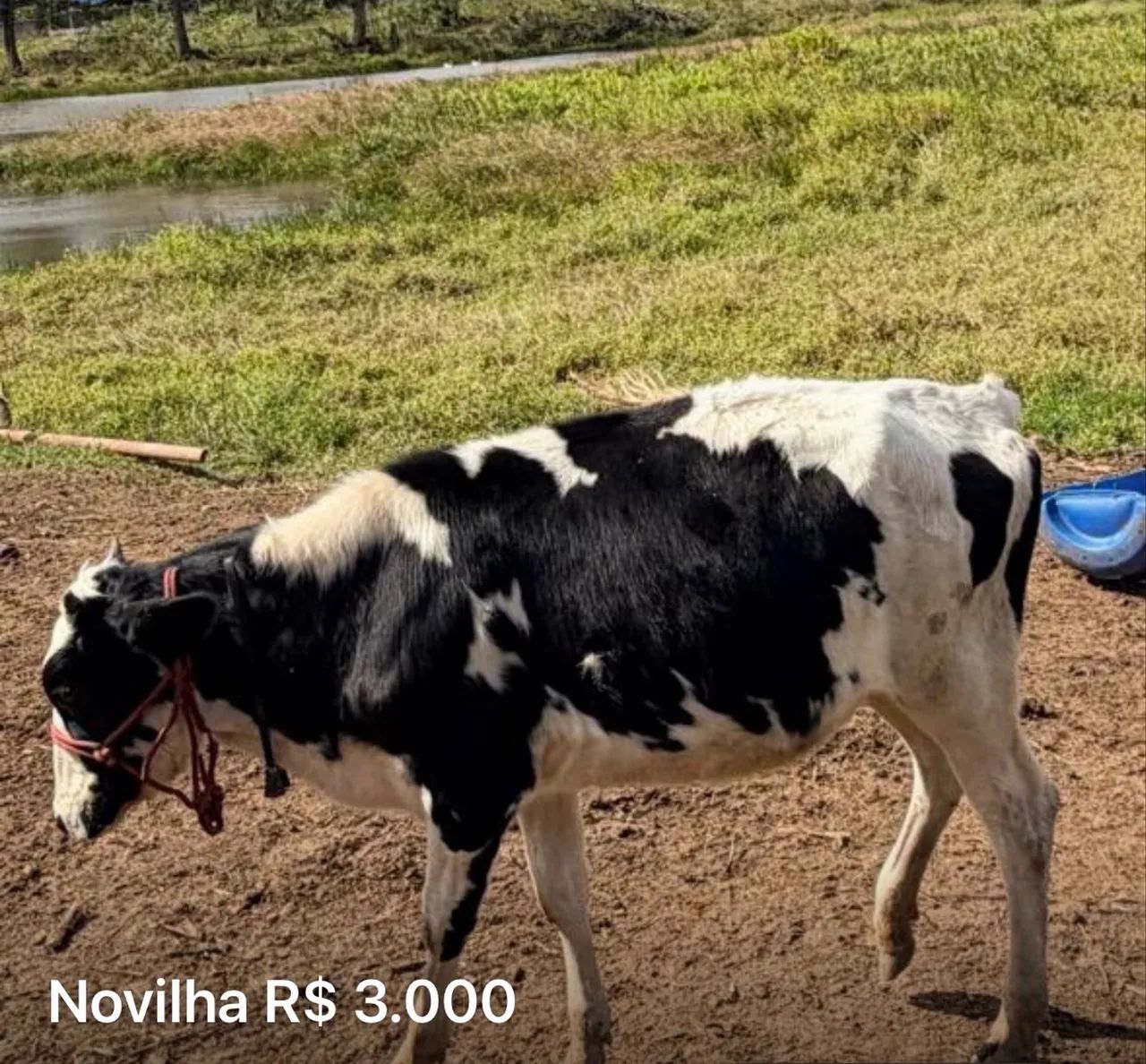 Gado de primeira  - Foto 4