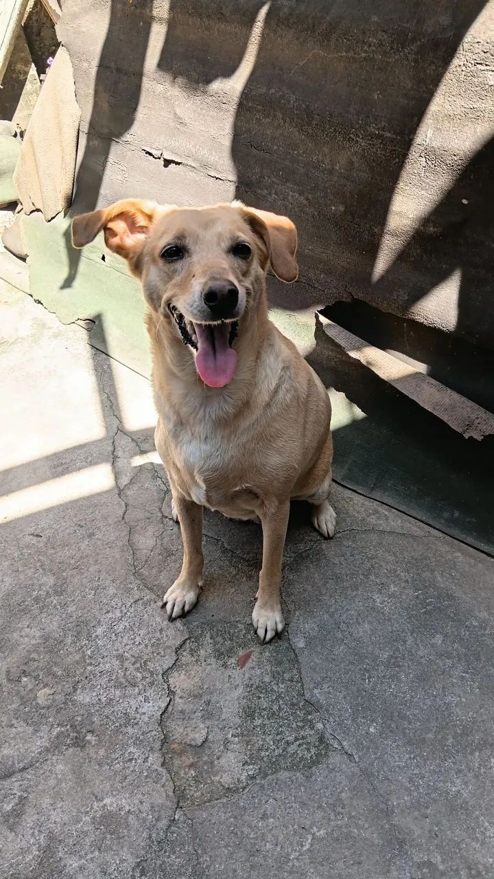 Doação de cachorro 