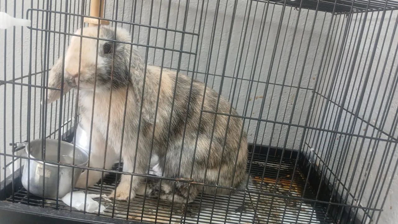 Coelhos looping - Foto 2