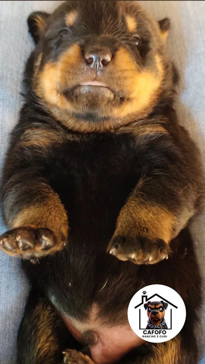 Filhotes de Rottweiler MACHO  - Foto 3