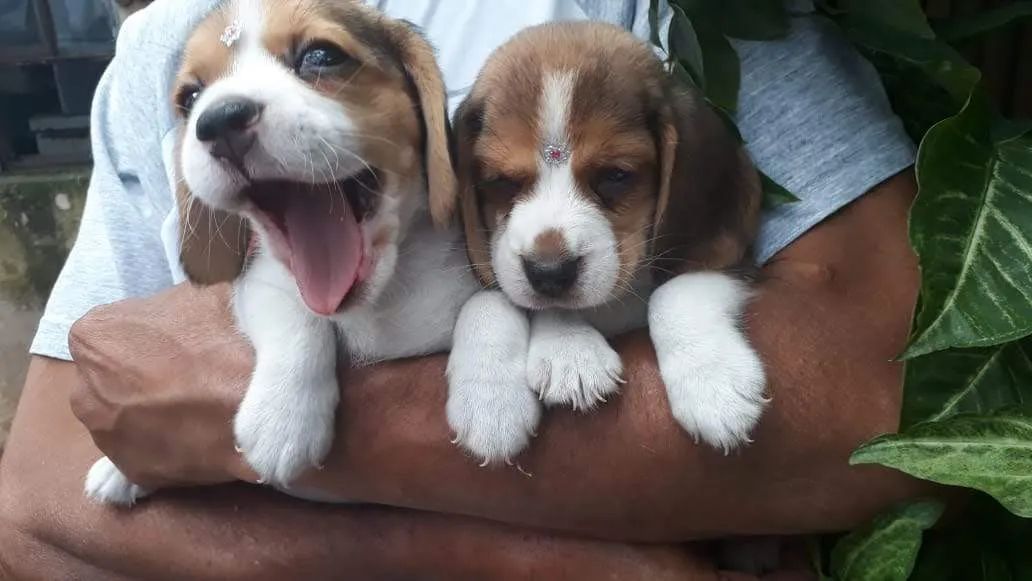 Beagle belos fihotes  