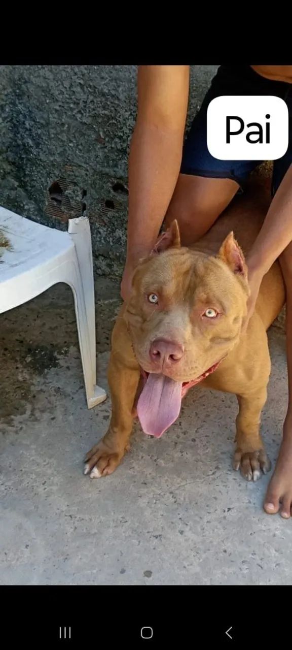 Cachorro Pitt monster 