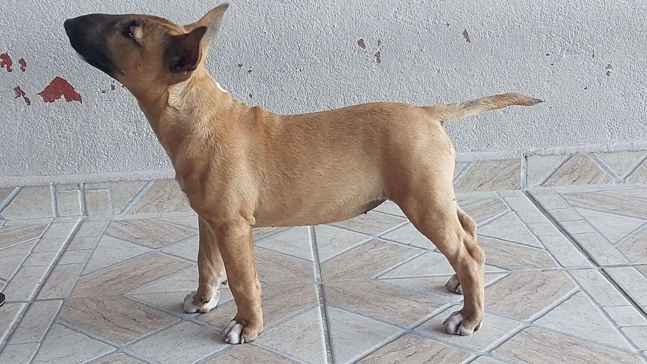 BULL TERRIER INGLÊS  - Foto 3