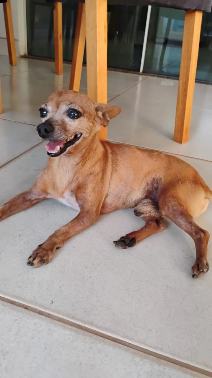 Cachorrinho pequeno e muito simpático - Foto 2